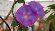Cara Memanen Bunga Morning Glory Tanpa Merusak Tanaman