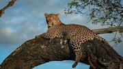 Mengungkap Keterampilan Memanjat Pohon dari Macan Tutul