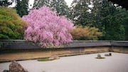 Menemukan Ketenangan di Taman-Taman Zen Jepang