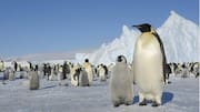 Menjelajahi Koloni Penguin: Keajaiban Struktur Sosial