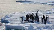 Mengungkap Keunikan Formasi Kelompok Penguin saat Bermigrasi