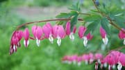 Rahasia Menanam Bunga Bleeding Heart di Rumah