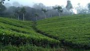 Mengagumi Keelokan Perkebunan Teh di Sri Lanka
