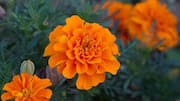 Manfaat Bunga Marigold yang Jarang Diketahui