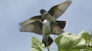 Mengungkap Rahasia dari Tarian Kawin Burung Kingbird 