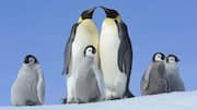 Cara Penguin Merawat Anaknya di Kondisi Cuaca yang Ekstrem