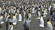 Memahami Kemampuan Navigasi Penguin