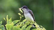 Menjelajahi Taktik Bersarang dan Pertahanan yang Unik dari Burung Kingbird