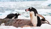 Mengungkap Hadiah Kerikil Cinta dari Penguin