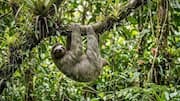 Habitat Unik Kungkang yang Tersembunyi di Bawah Ranting Pohon