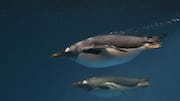 Cara Penguin Berkomunikasi di Bawah Air