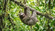 Adaptasi Unik Kungkang di Habitat Hutan Hujan