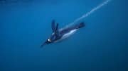 Sirip Penguin: Ahli Akrobatik Bawah Air
