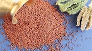 Hidangan Berbasis Finger Millet yang Wajib Anda Cicipi