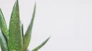 Lima Cara Cerdas Menggunakan Lidah Buaya dalam Berkebun