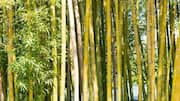 Teknologi Bambu Kuno Indonesia Mengubah Perencanaan Kota Global