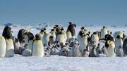 Mempelajari Lima Perilaku Menarik dari Koloni Penguin