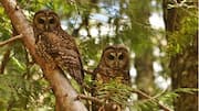 Peran Utama Burung Hantu dalam Menjaga Keseimbangan Ekosistem
