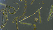 Keajaiban Mikroskopis: Peran Diatom dalam Lingkungan