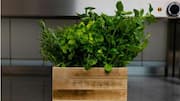 Cara Efektif Menumbuhkan Tanaman Herbal di Dalam Ruangan