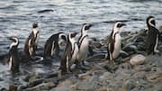 Mempelajari Dinamika Kelompok Penguin di Berbagai Lingkungan