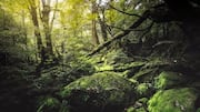 Menjelajahi Keindahan Tersembunyi Pulau Yakushima
