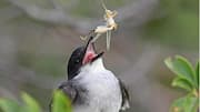 Peran Evolusi Kingbird dalam Ekosistem