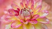 Menguasai Fotografi Botani: Lima Tips Penting untuk Pemula