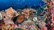 Dampak Turbin Bawah Laut pada Ekosistem Laut