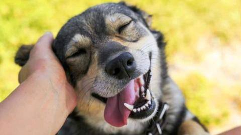 Lima hal wajib untuk jadi pemilik anjing yang lebih baik Lima hal wajib untuk jadi pemilik anjing yang lebih baik