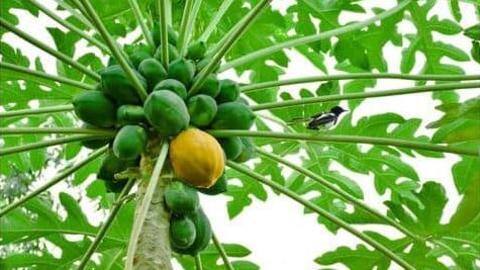5 resep praktis dan sehat berbahan pepaya muda 5 resep praktis dan sehat berbahan pepaya muda