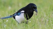 Mengungkap Beragam Makanan yang Dikonsumsi Burung Magpie di Alam Liar