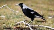 Kemampuan Unik Burung Magpie: Membentuk Kemitraan dengan Spesies Lain