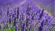 Cara Mudah Menanam Lavender di Taman Anda