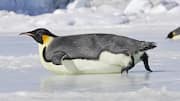Lima Alasan Menarik dari Kebiasaan Meluncur Penguin