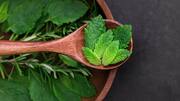 Tanaman herbal untuk mengusir hama di kebun rumah