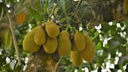 Tepung biji nangka: Inovasi kreatif