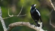 Kemampuan Memecahkan Masalah dan Wawasan Perilaku Sosial Burung Magpie