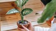 Meningkatkan kualitas udara rumah dengan tanaman indoor