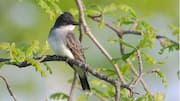Mengenal Habitat dan Perilaku Burung Kingbird