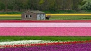 Bersepeda Melalui Ladang Tulip Belanda yang Ikonik
