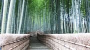 Menemukan Hutan Bambu Tersembunyi di Kyoto