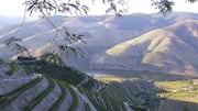 Mengunjungi Kebun Anggur di Lembah Douro, Portugal