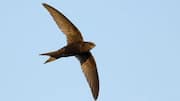 Konservasi Burung Swift: Melindungi Habitat Vital di Area Kota