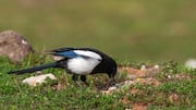 Mempelajari Cara Burung Magpie dalam Mendapatkan Makanan