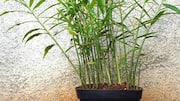 Manfaat tak terduga tanaman jahe dalam pot di dalam ruangan