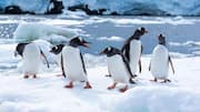 Cara Penguin Bertahan Hidup di Berbagai Iklim