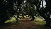 Lima Jalur Botani Abadi di Madeira, Portugal
