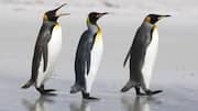 Memahami Suara Langka Penguin dalam Komunikasi Sehari-hari