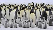 Memahami Struktur Sosial Pengasuhan Anak Penguin